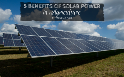 5 Benefits of Solar Power in Agriculture