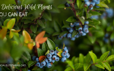 9 Delicious Wild Plants You Can Eat