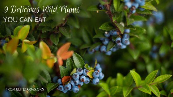 9 Delicious Wild Plants You Can Eat