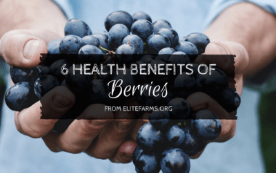 6 Health Benefits of Berries