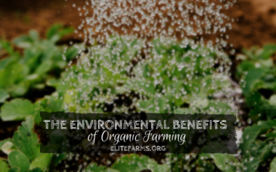 The Environmental Benefits of Organic Farming