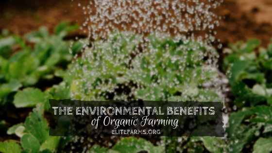 The Environmental Benefits of Organic Farming