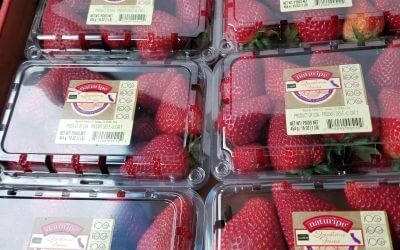 So Many Strawberries in the Warehouse!