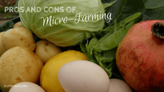 Pros and Cons of Micro-farming