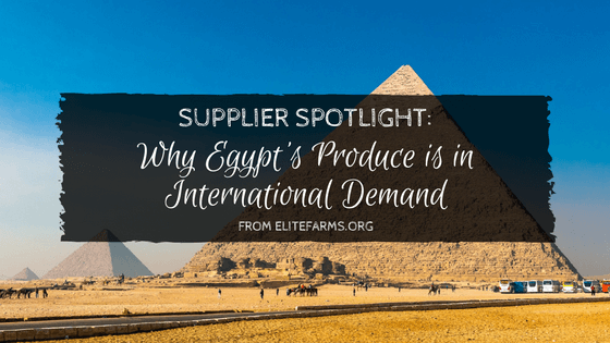 Supplier Spotlight: Why Egypt’s Produce is in International Demand