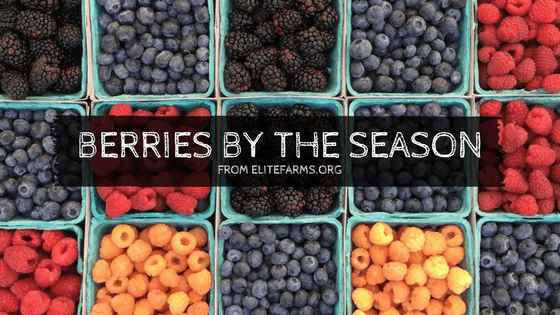 Berries By the Season