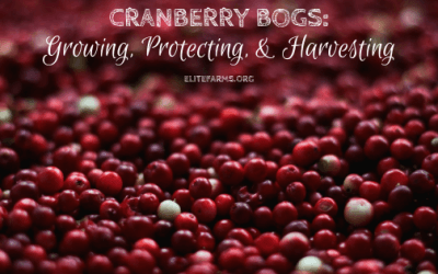 Cranberry Bogs: Growing, Protecting, & Harvesting