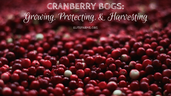 Cranberry Bogs: Growing, Protecting, & Harvesting