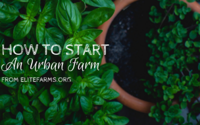 How to Start an Urban Farm