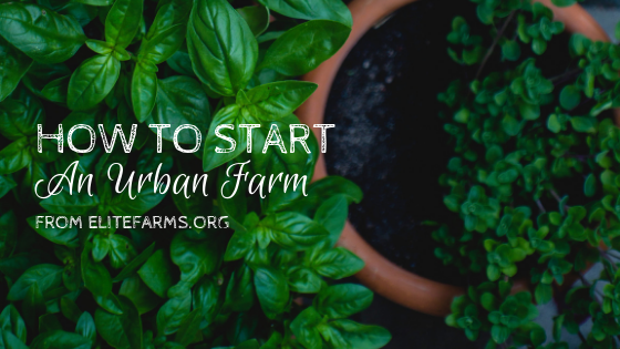 How to Start an Urban Farm